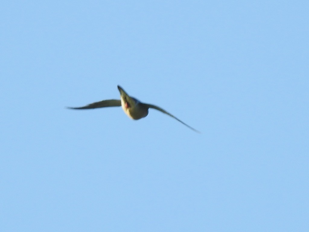 American Kestrel - ML620406661