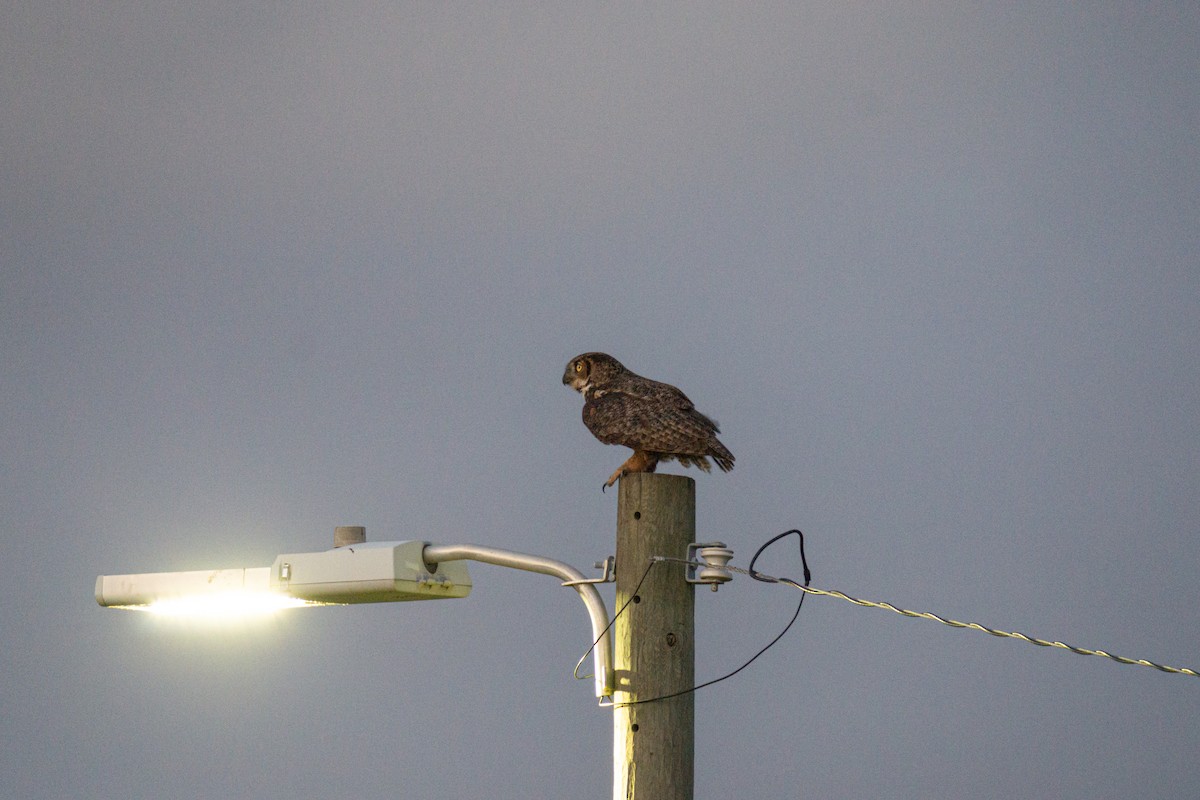 Great Horned Owl - ML620406663