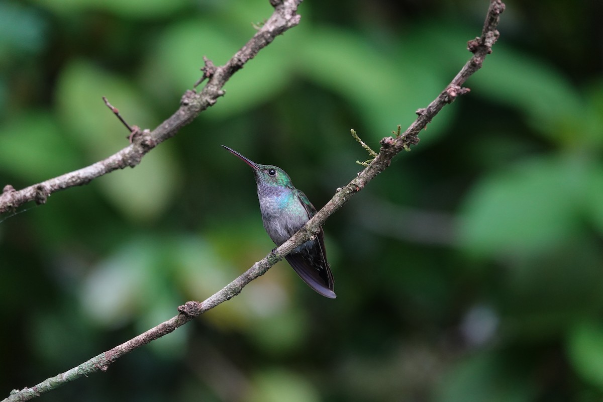 Blue-chested Hummingbird - ML620406668