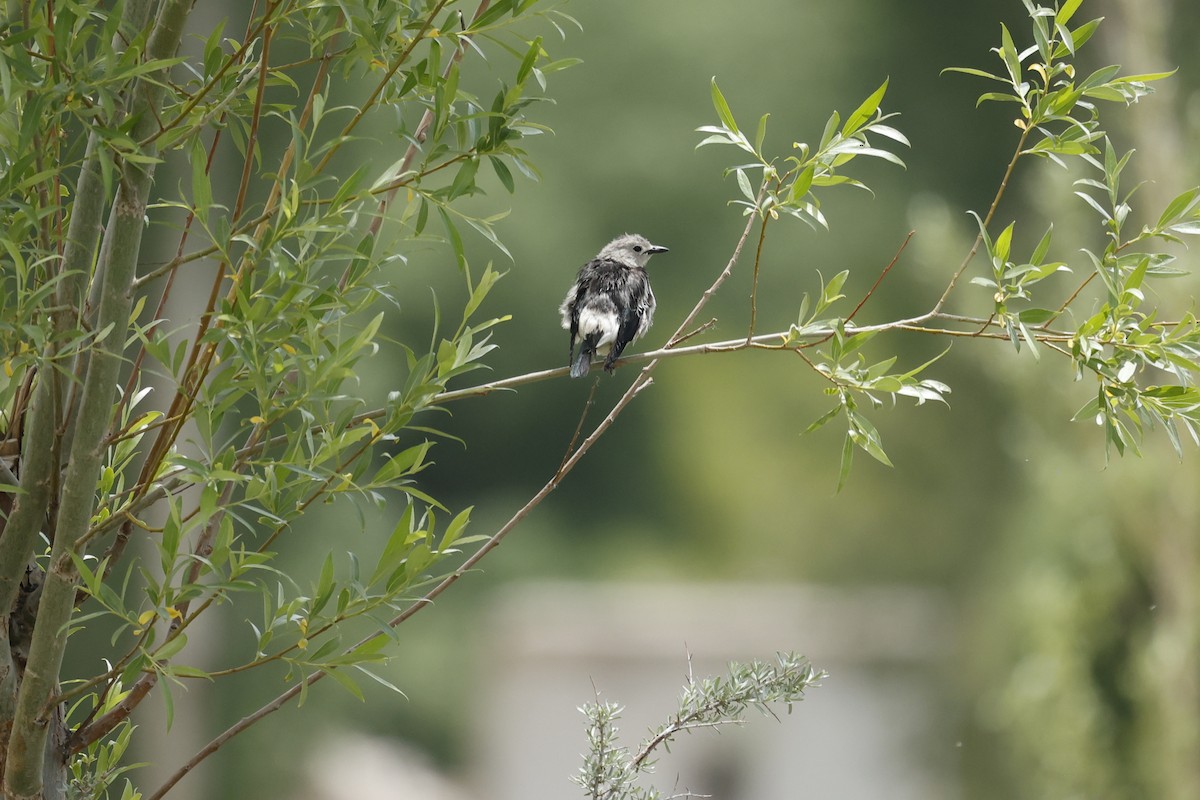 Daurian Starling - ML620406669