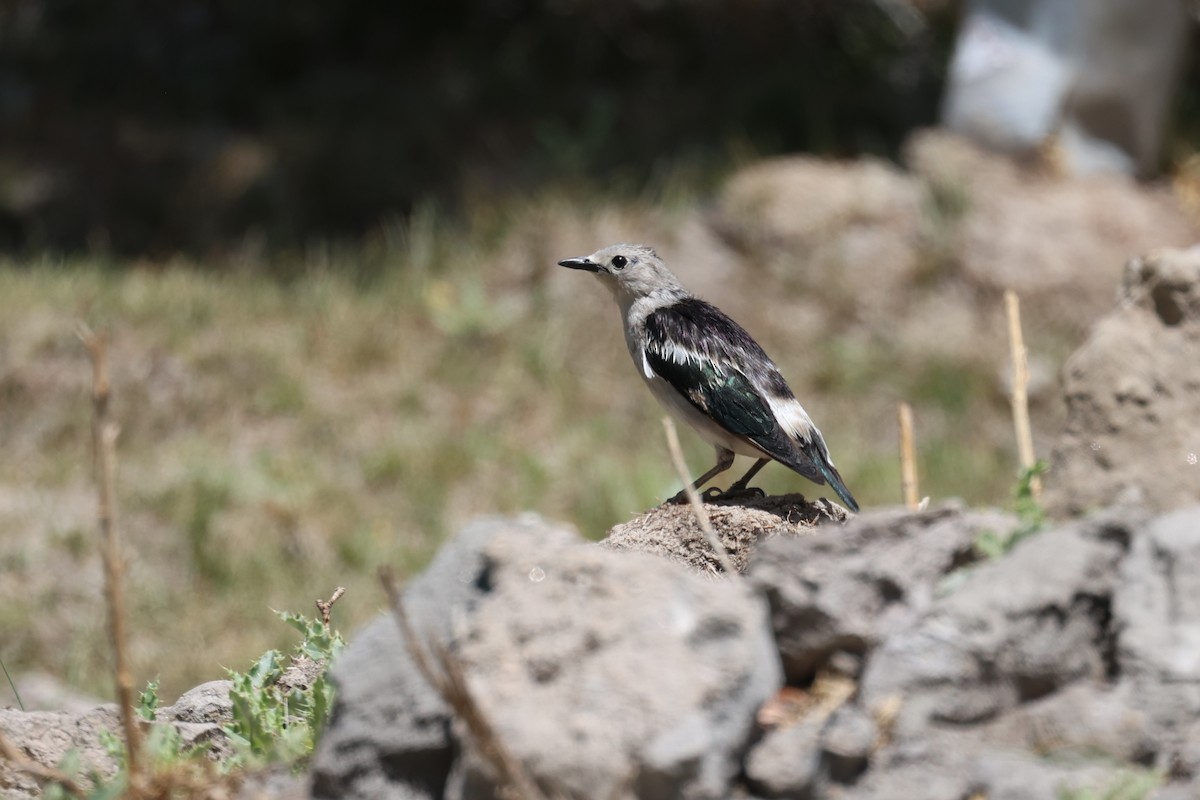 Daurian Starling - ML620406670