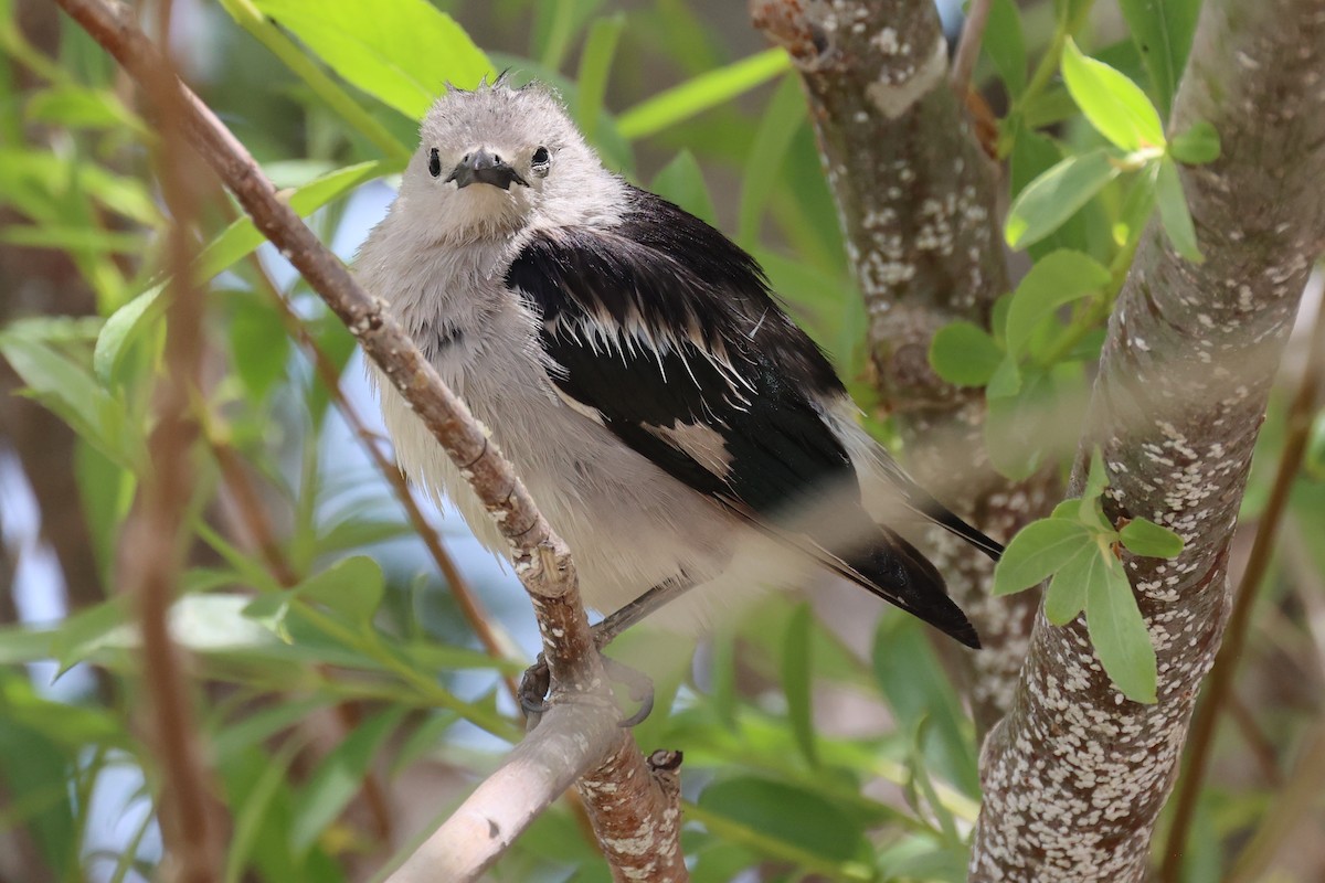 Daurian Starling - ML620406673