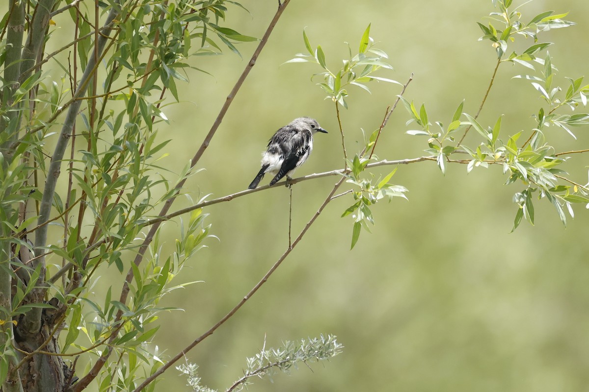 Daurian Starling - ML620406674