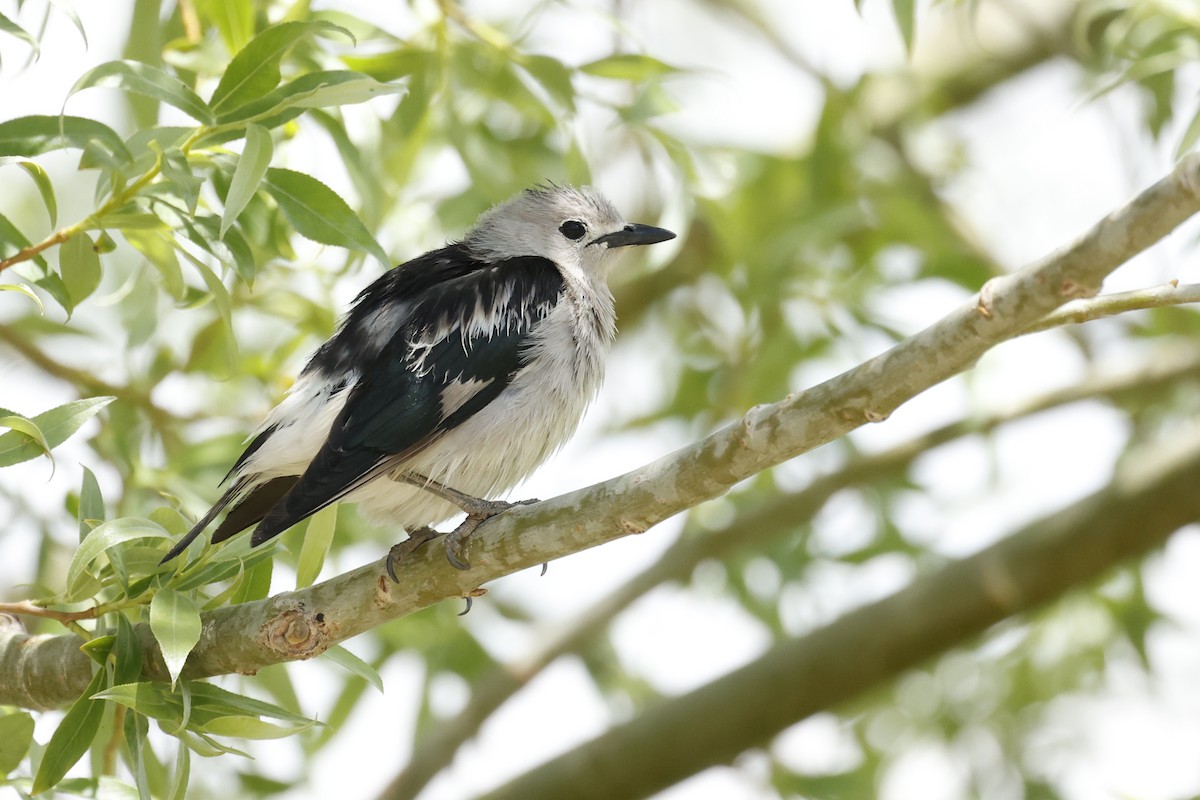 Daurian Starling - ML620406676