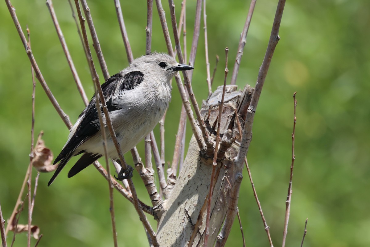 Daurian Starling - ML620406677