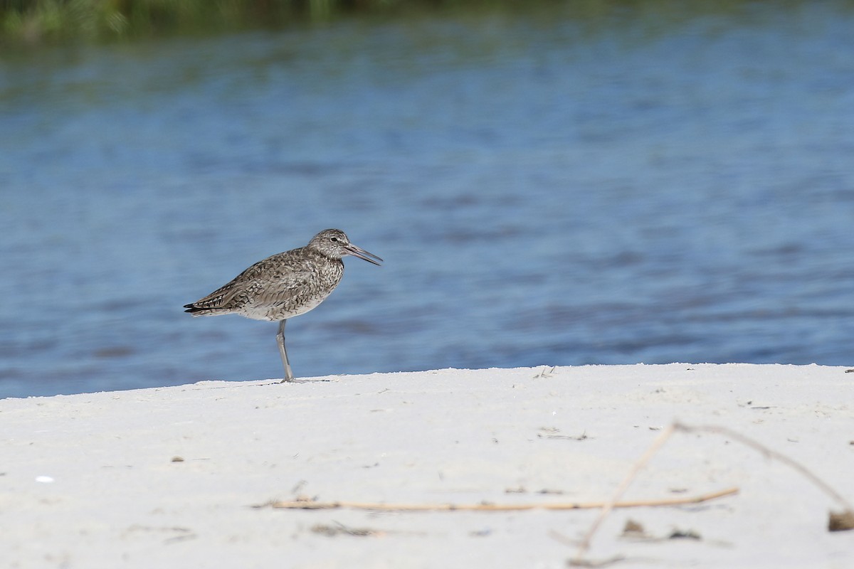 Willet - ML620406695