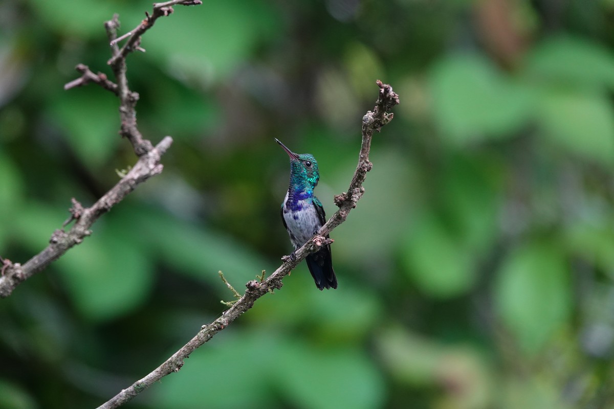 Violet-bellied Hummingbird - Mary Kimberly