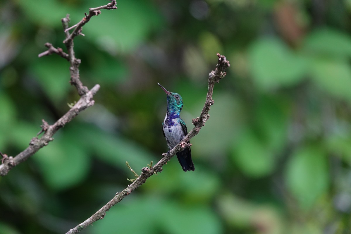 Violet-bellied Hummingbird - ML620406706