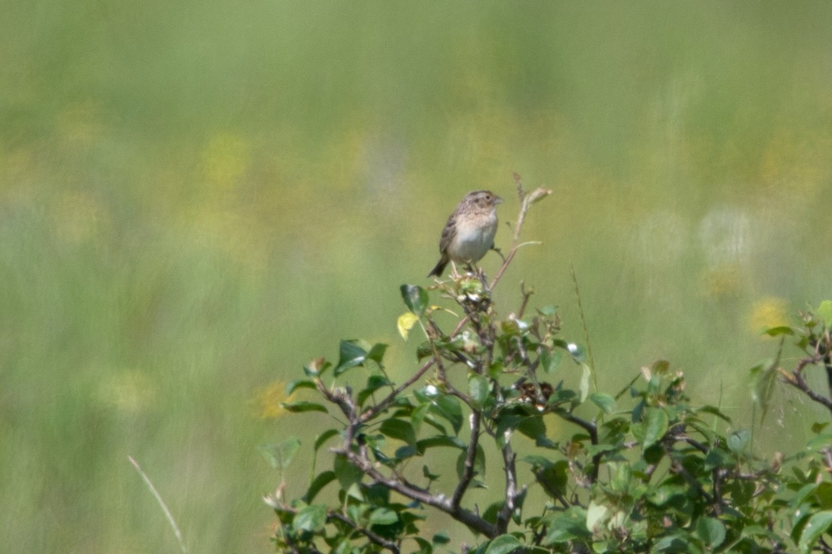 Grasshopper Sparrow - ML620406727