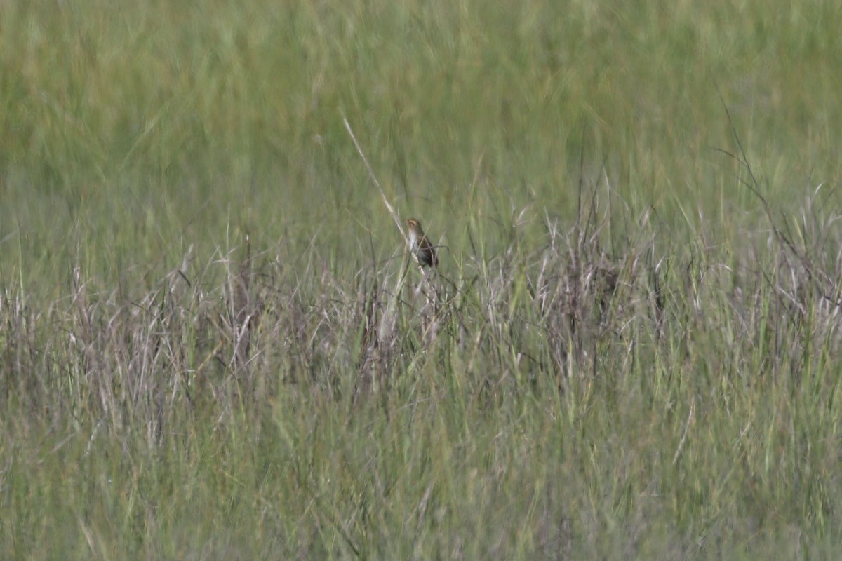 Bruant à queue aiguë - ML620406729