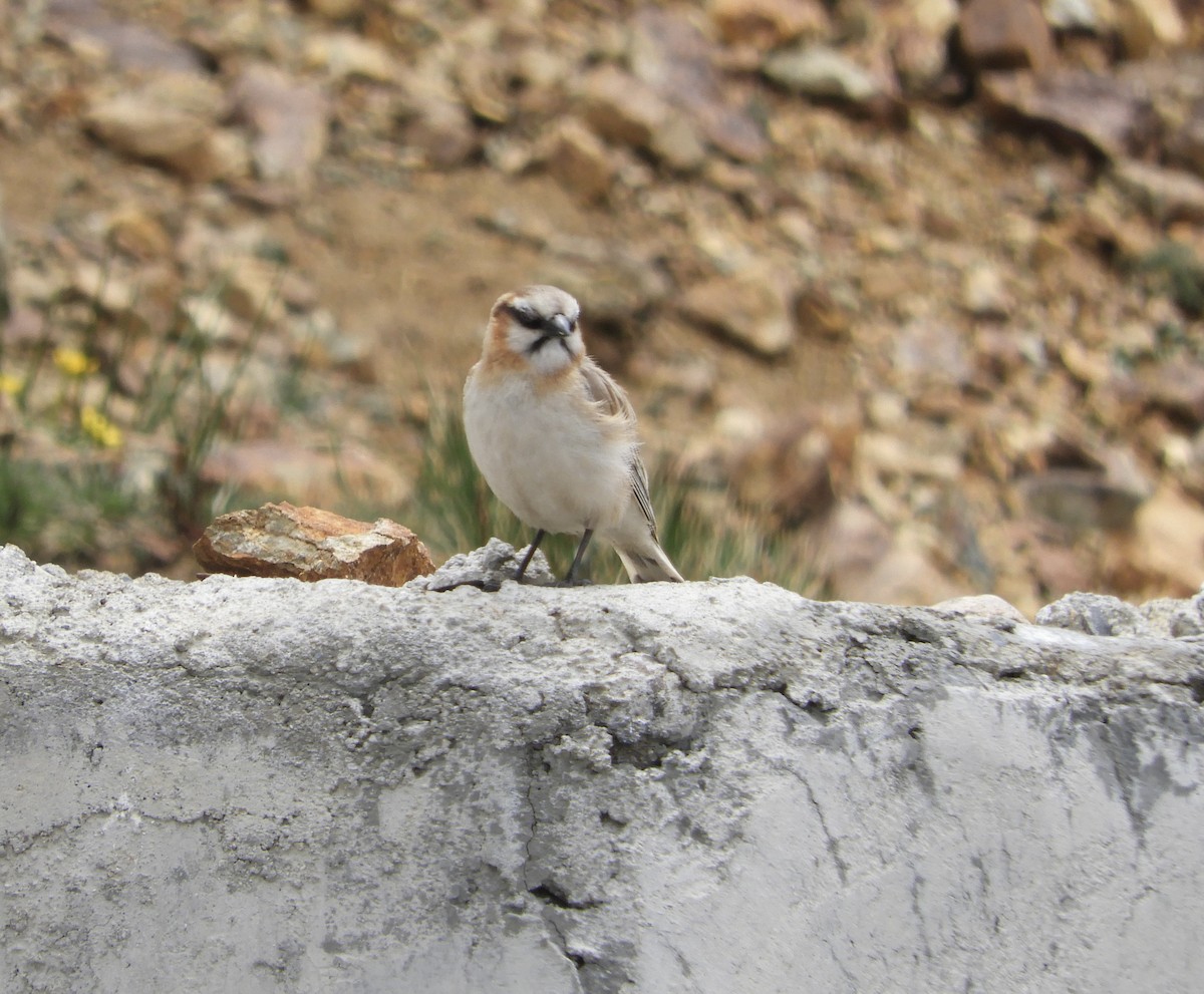 Rufous-necked Snowfinch - ML620406741