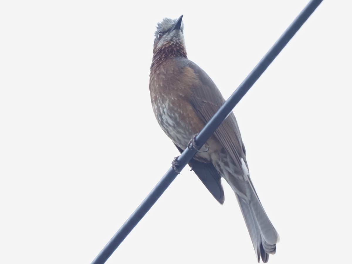 Brown-eared Bulbul - ML620406753