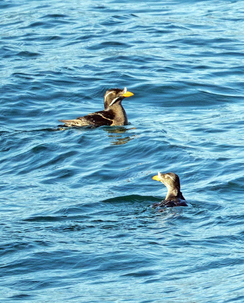 Rhinoceros Auklet - ML620406758