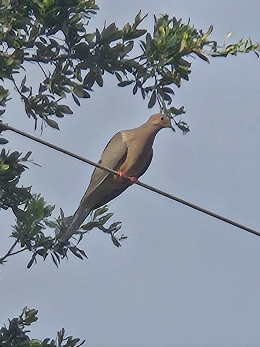 Mourning Dove - ML620406762