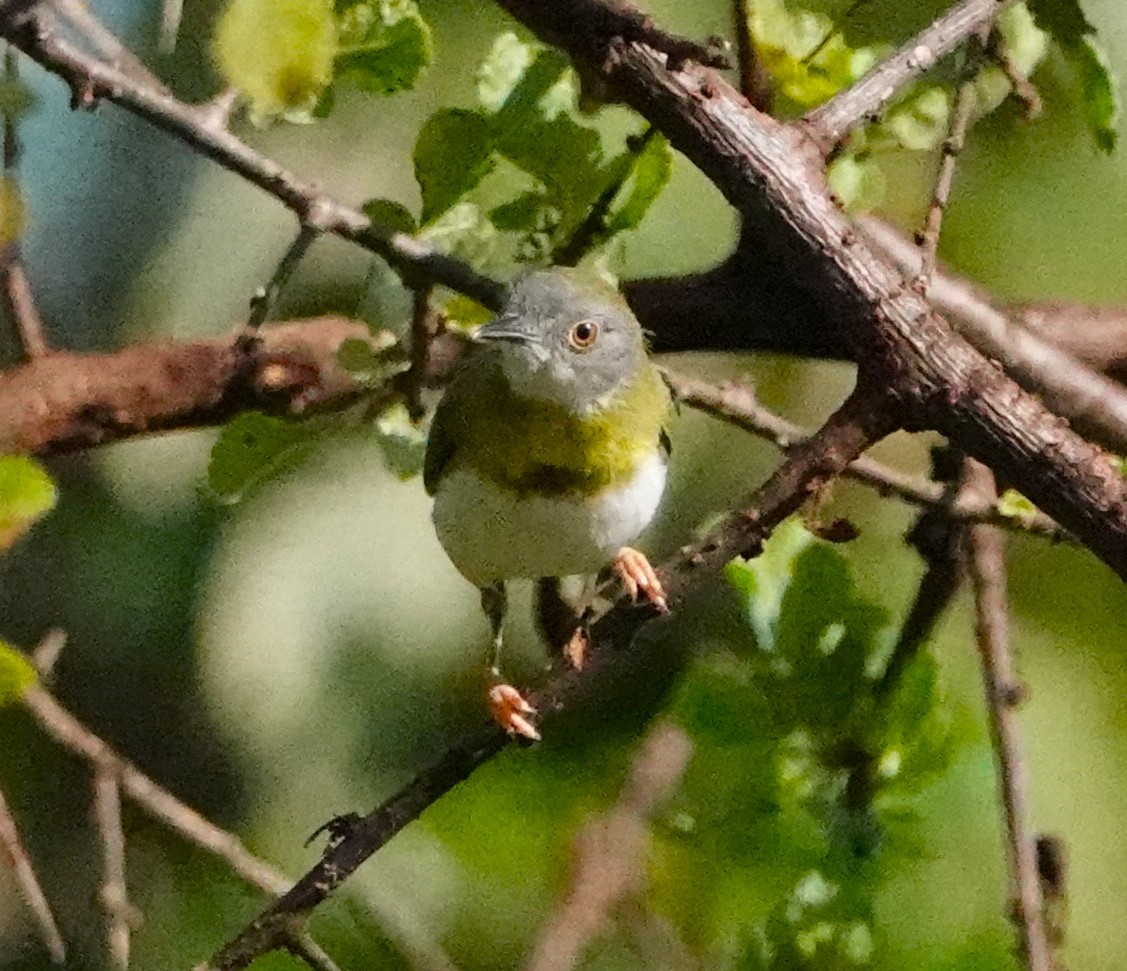 Yellow-breasted Apalis - ML620406764