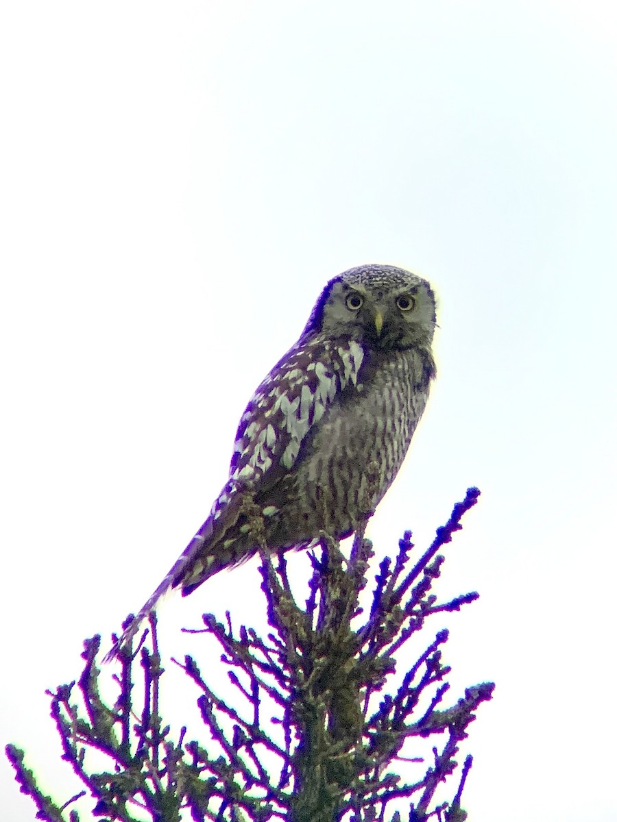 Northern Hawk Owl - ML620406771