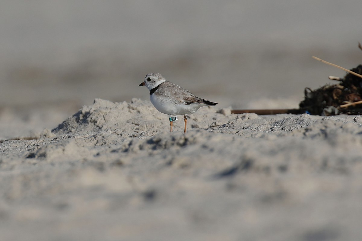 Piping Plover - ML620406772