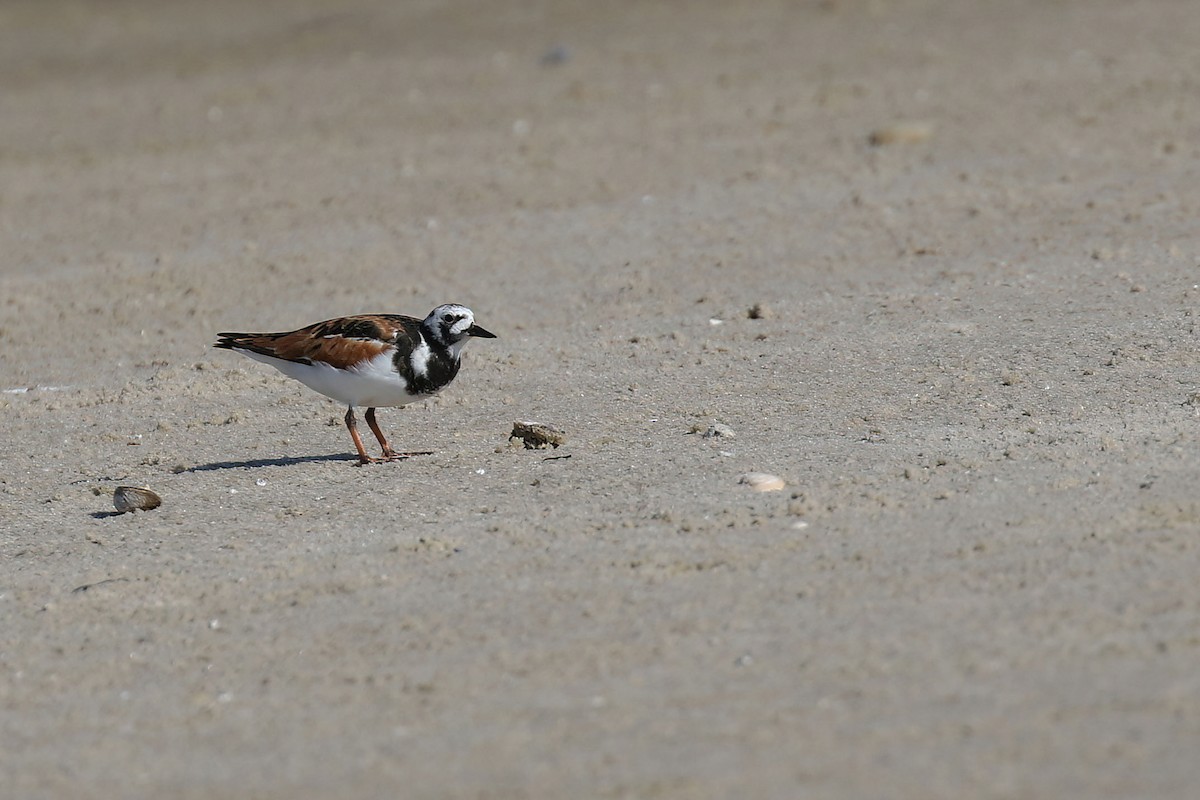 Ruddy Turnstone - ML620406773