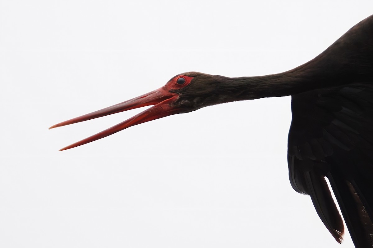 Black Stork - ML620406776