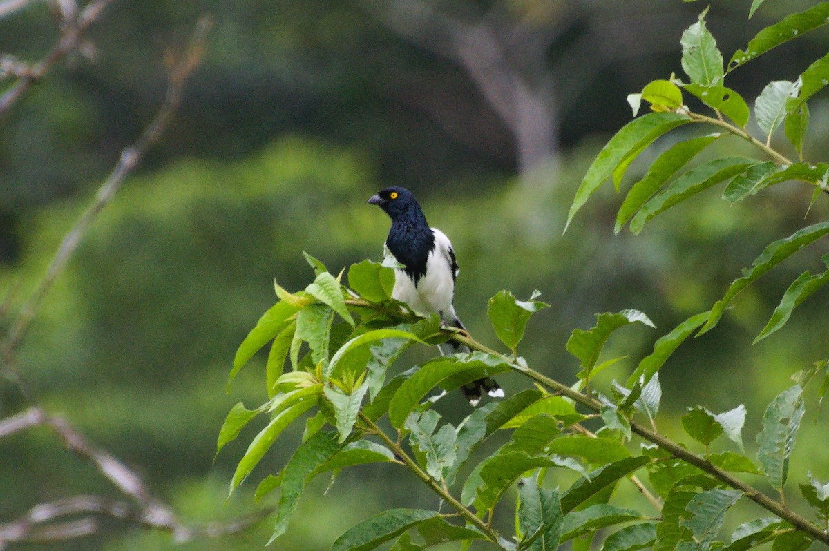 Magpie Tanager - ML620406789