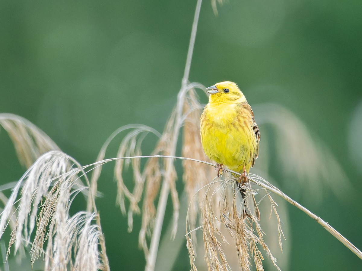 Yellowhammer - ML620406793