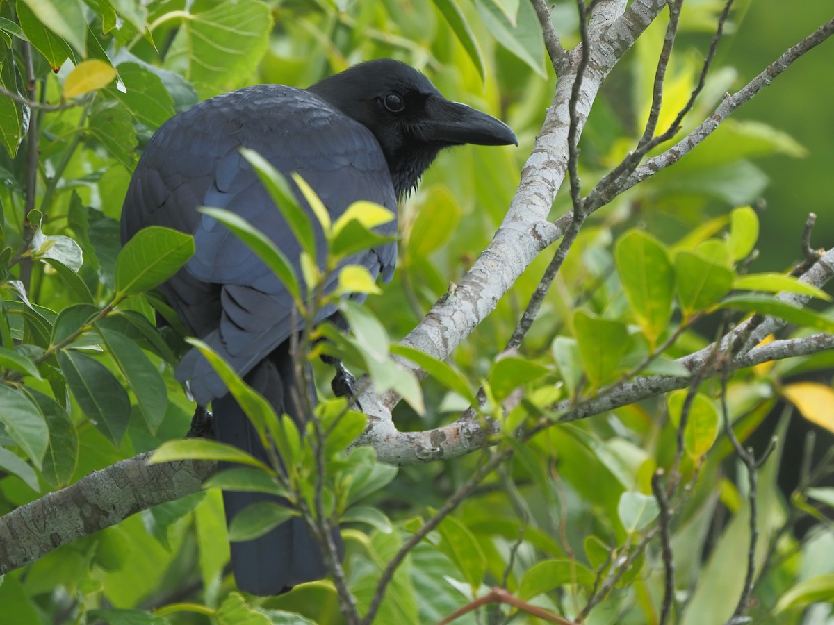 Large-billed Crow - ML620406794