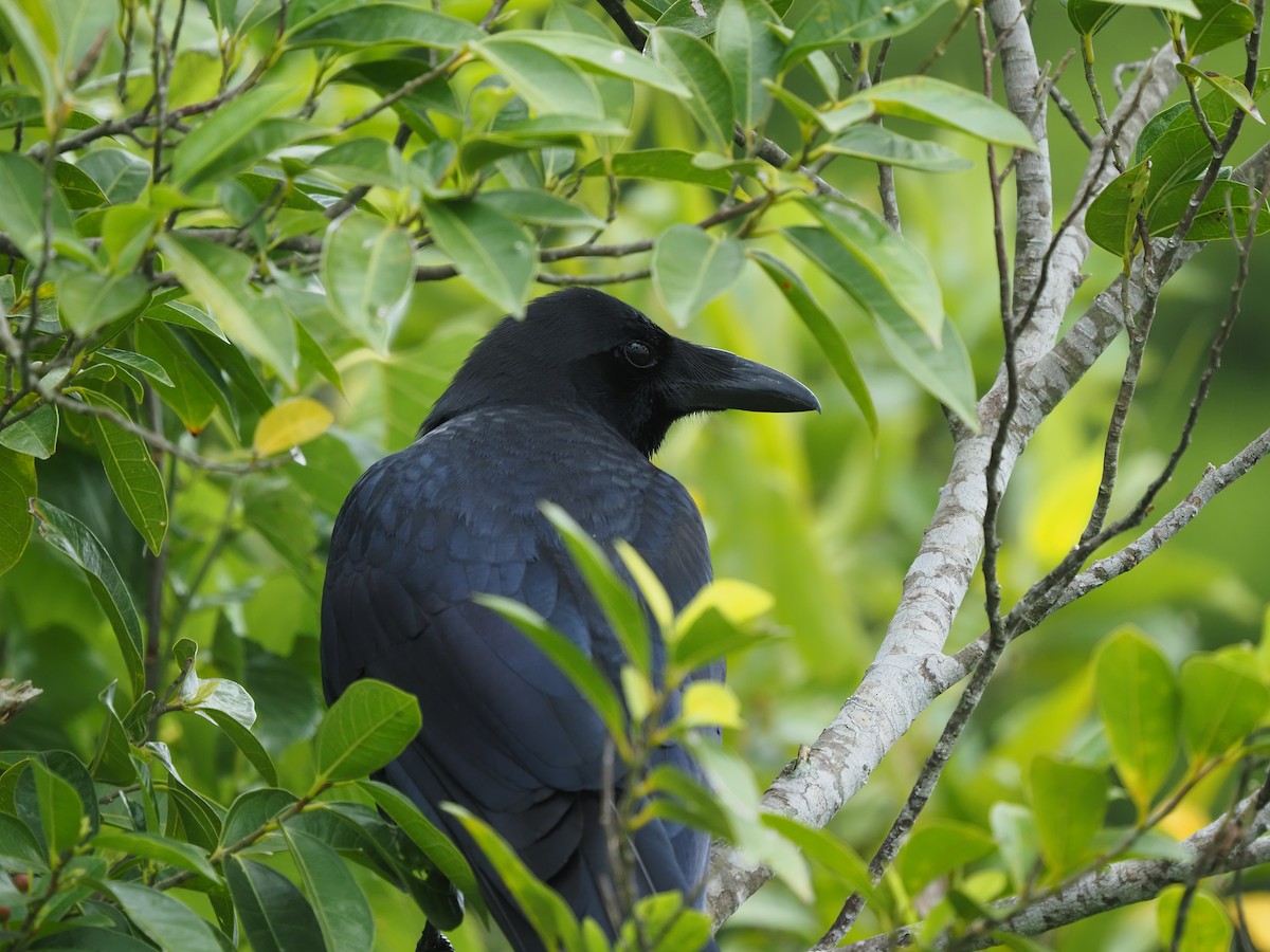 Large-billed Crow - ML620406796