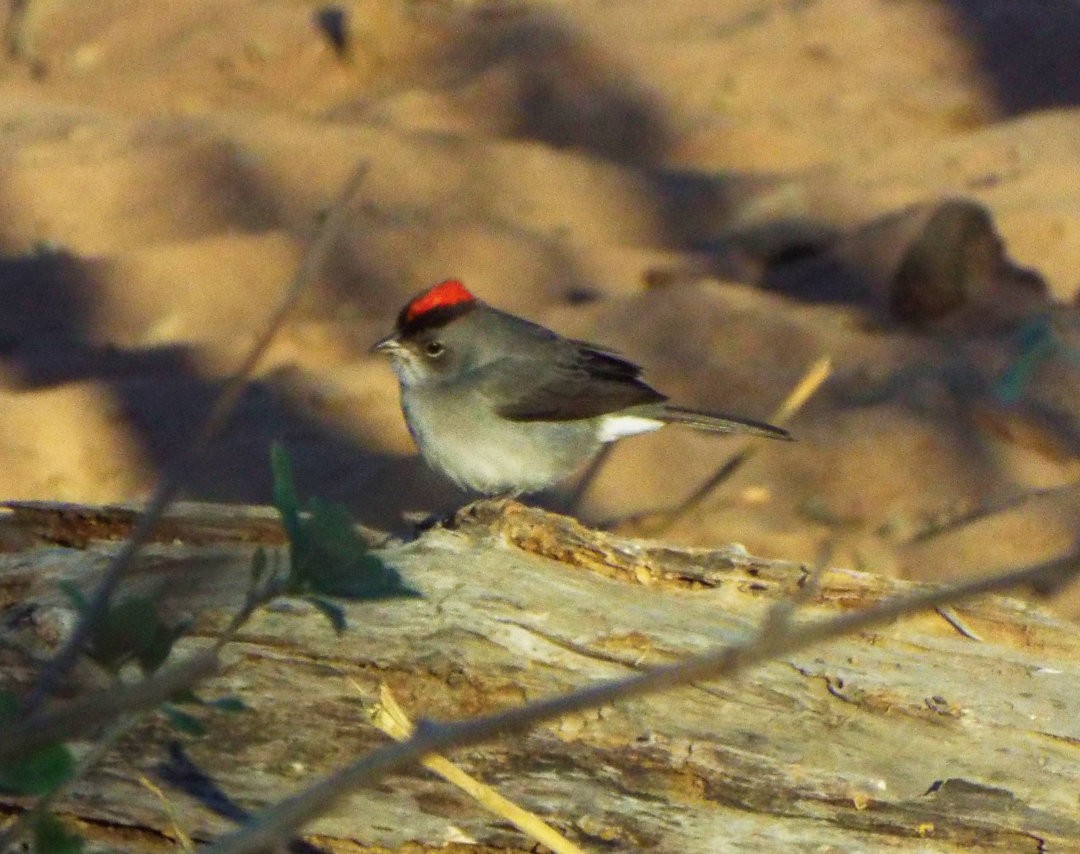 Pileated Finch - ML620406805