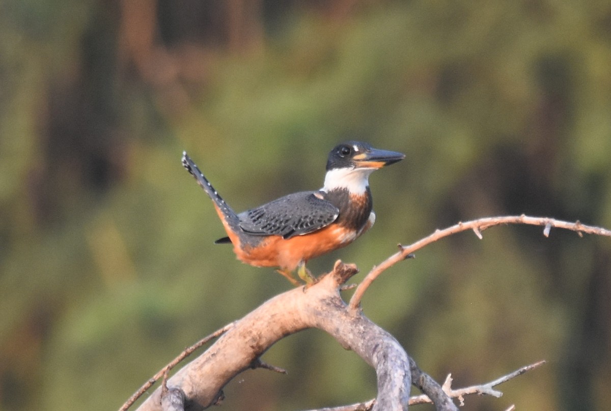 Ringed Kingfisher - ML620406823