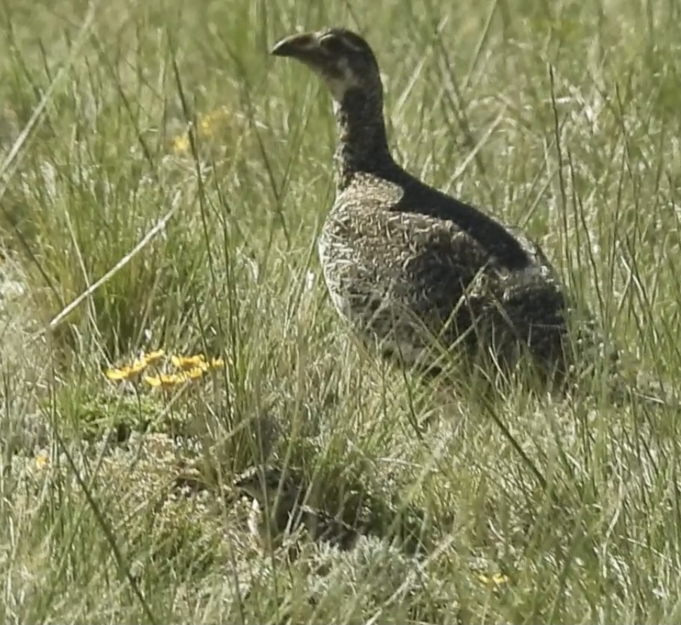 Greater Sage-Grouse - ML620406827