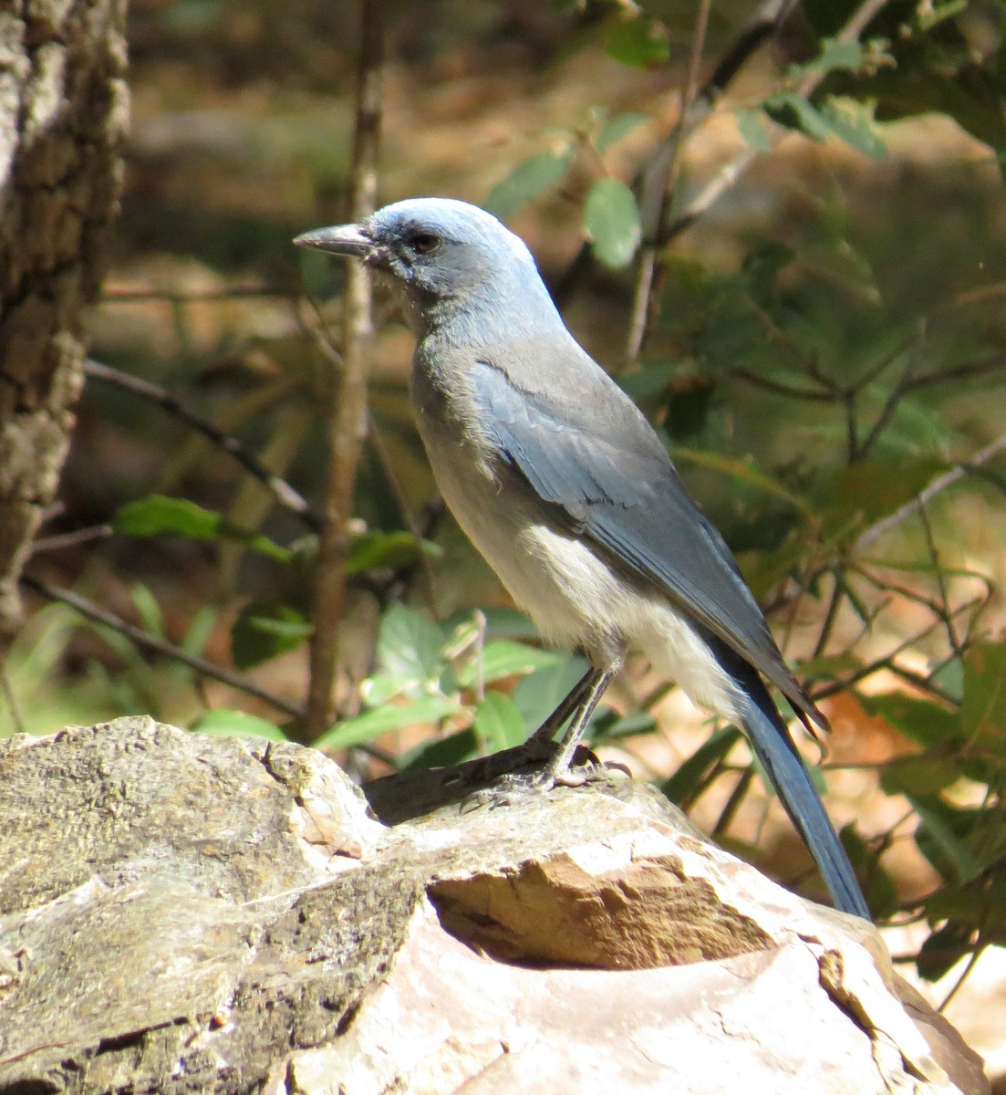 Mexican Jay - ML620406842