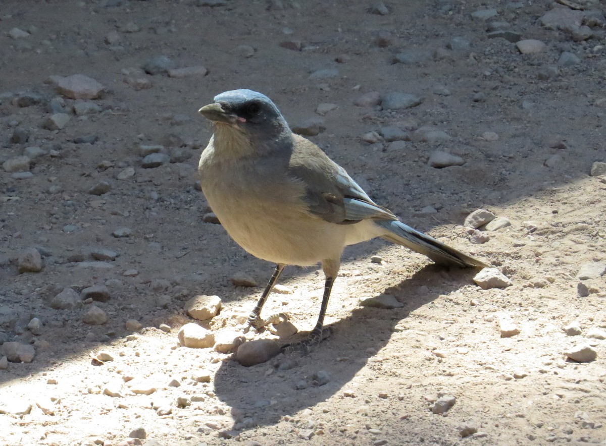 Mexican Jay - ML620406845