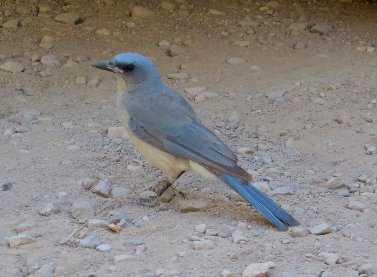 Mexican Jay - ML620406846