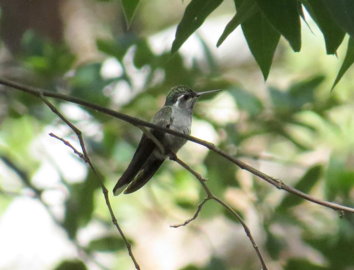 kolibřík blankytohrdlý - ML620406849