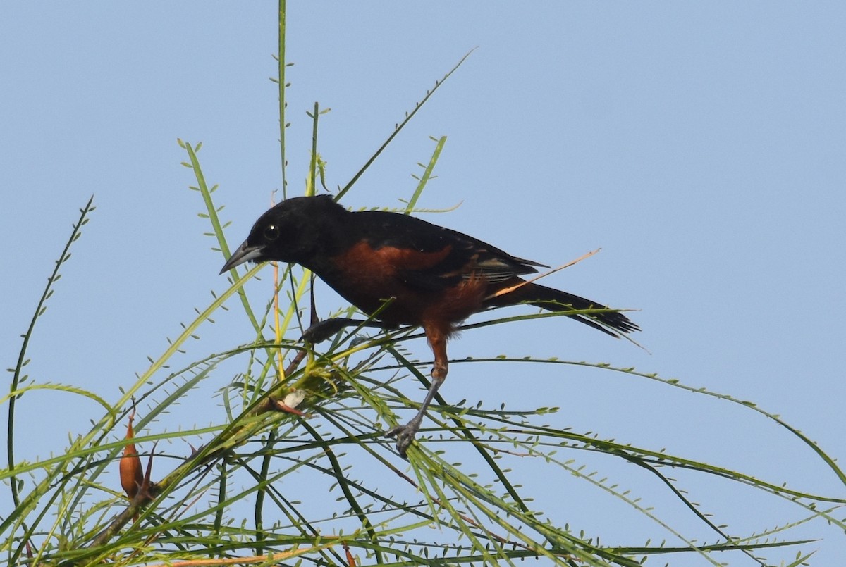 Orchard Oriole - ML620406851