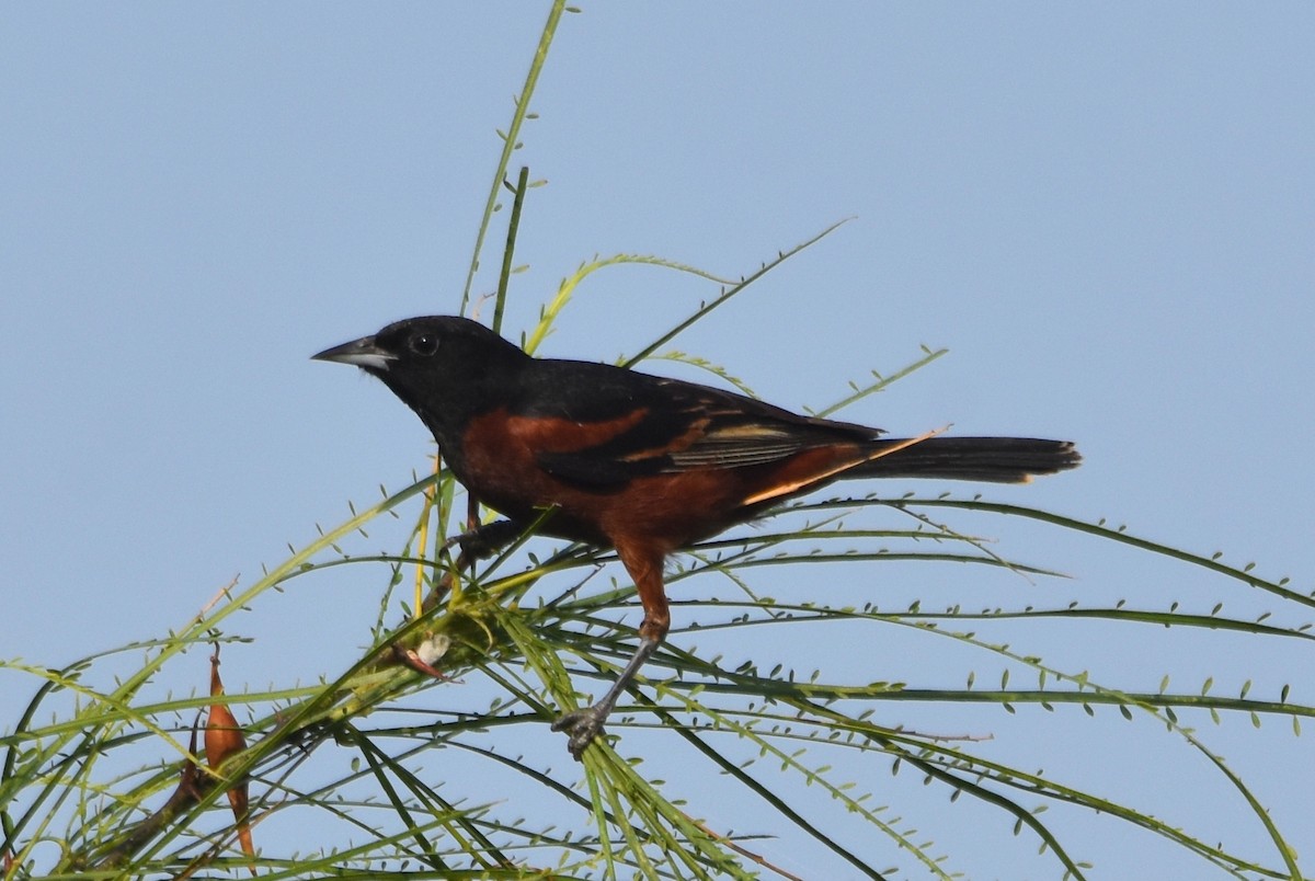 Orchard Oriole - ML620406852