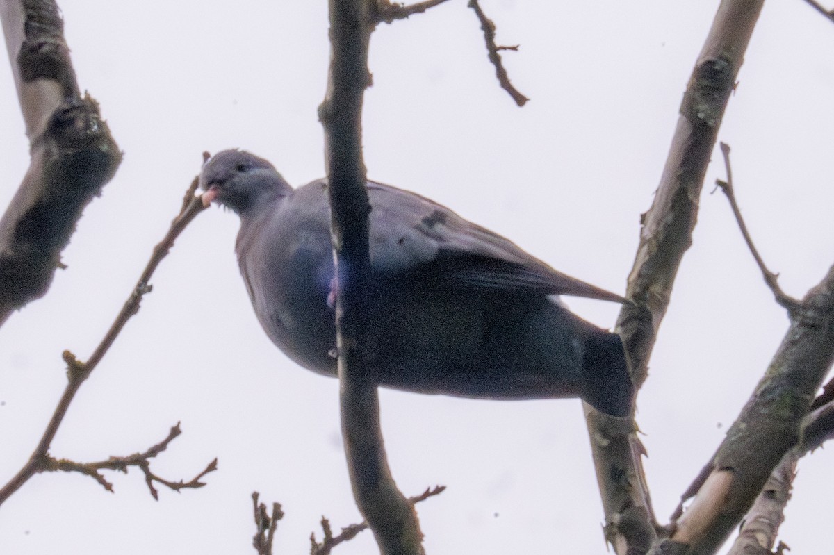 Pigeon colombin - ML620406867