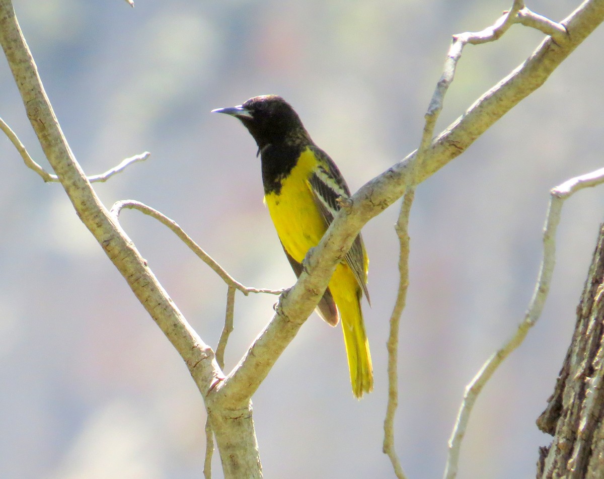 Scott's Oriole - ML620406868