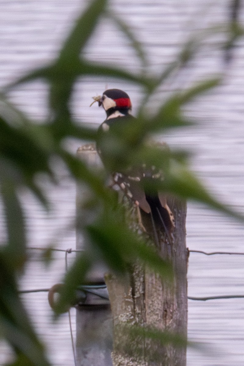 Great Spotted Woodpecker - ML620406886