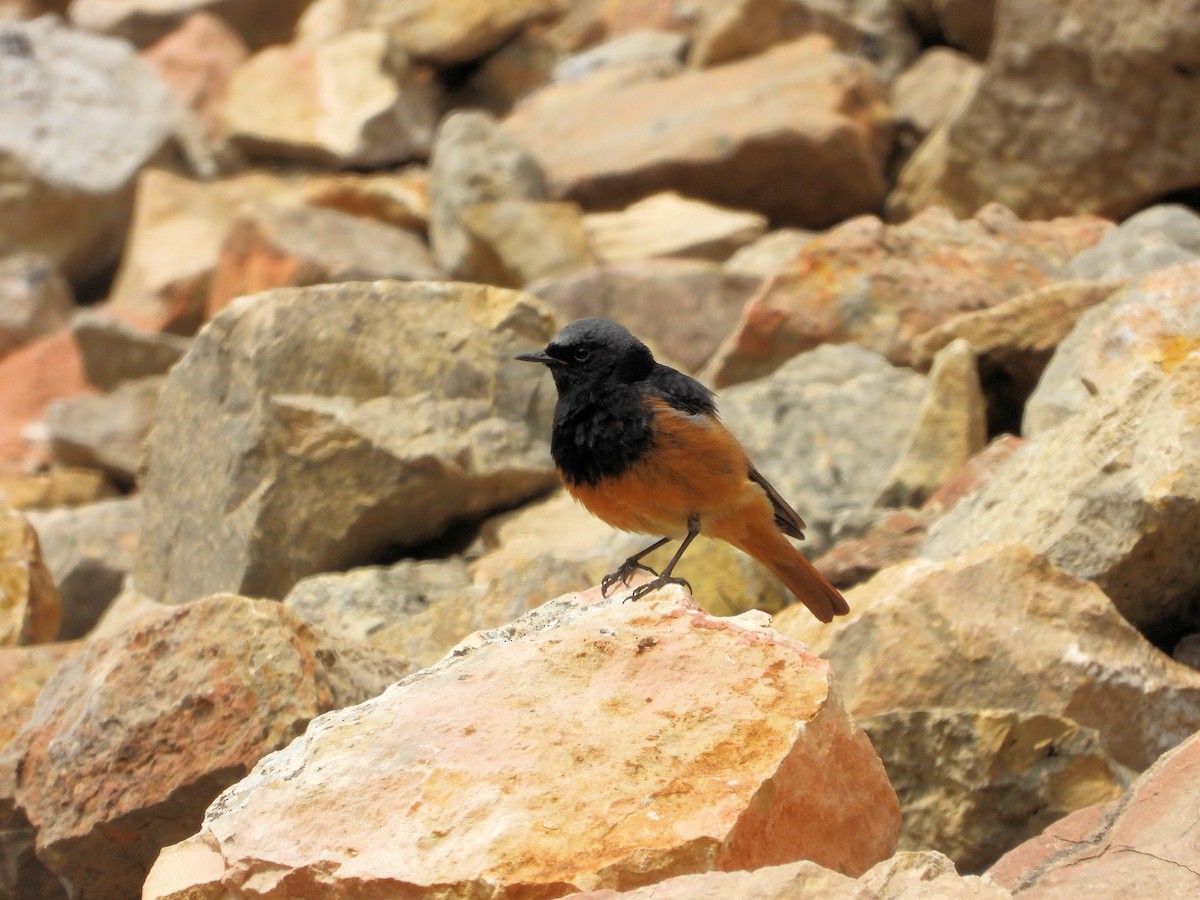 Black Redstart - ML620406890