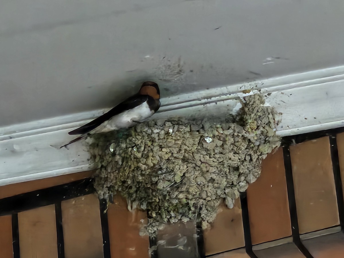 Barn Swallow - ML620406893