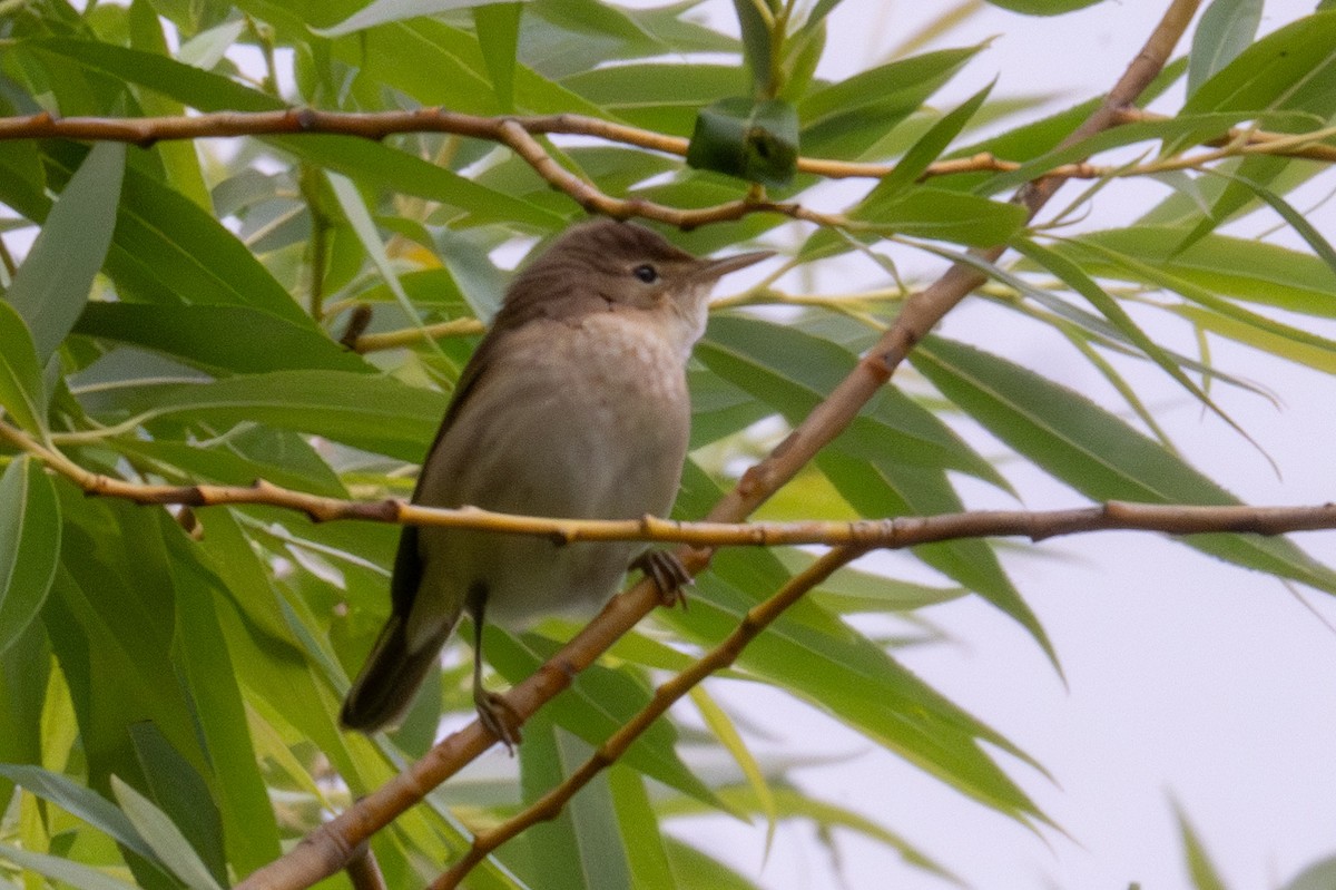 Common Reed Warbler - ML620406896