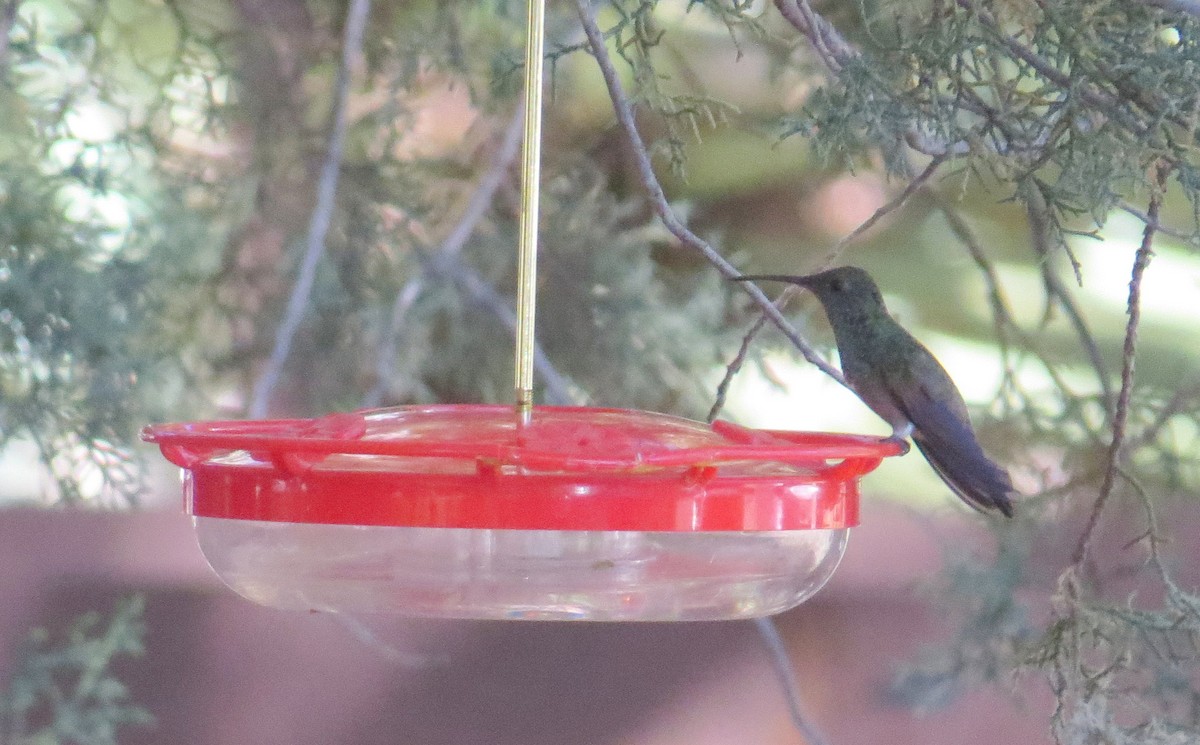 Berylline Hummingbird - ML620406902