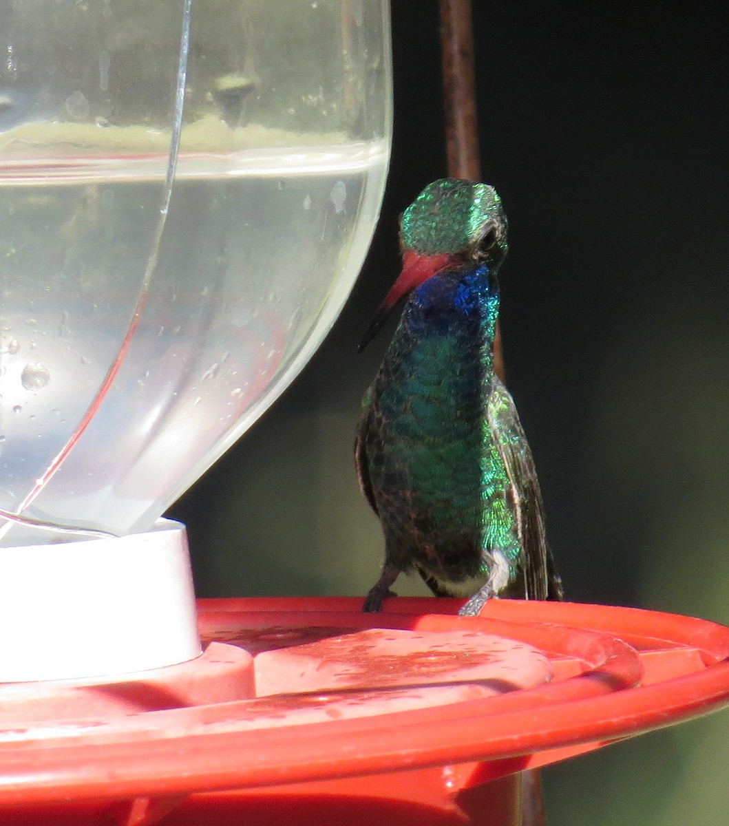 Broad-billed Hummingbird - ML620406904
