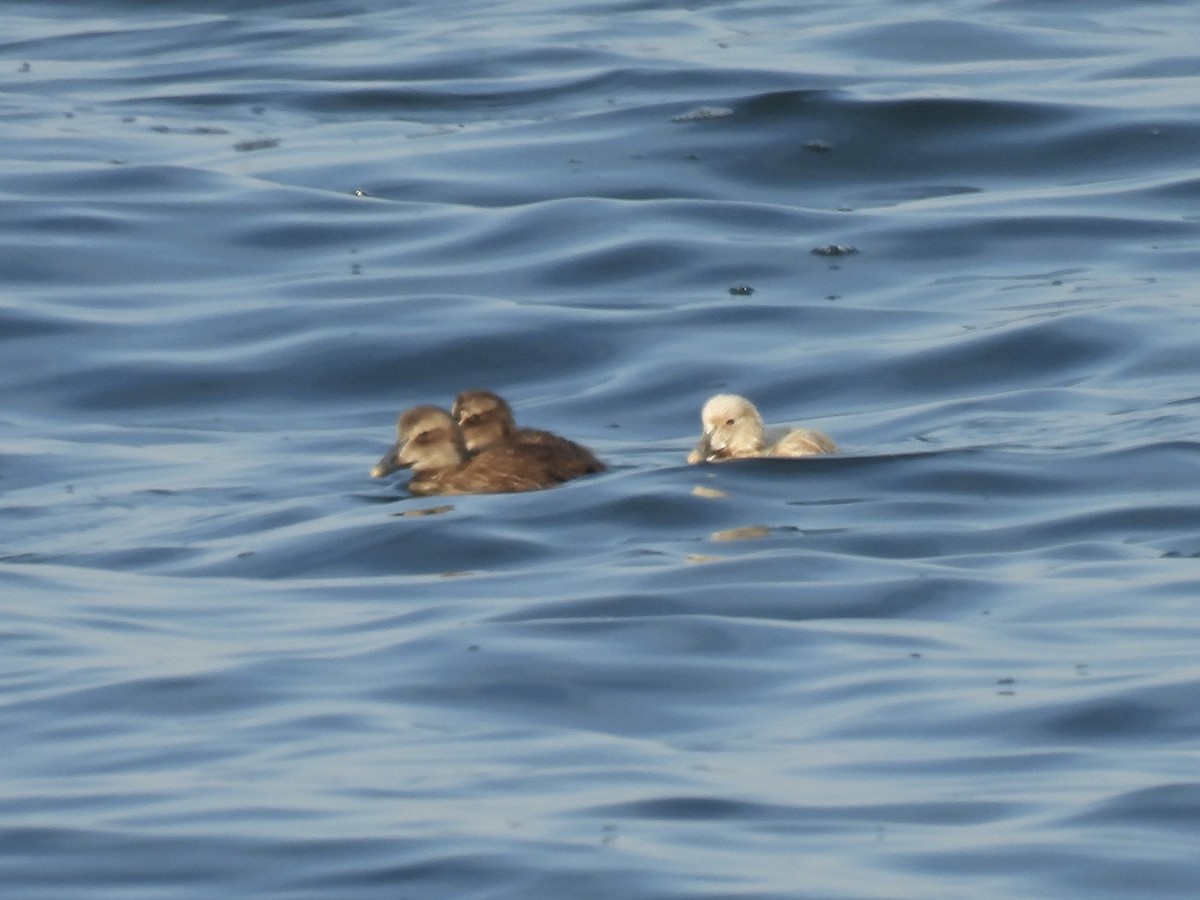 Common Eider - ML620406905