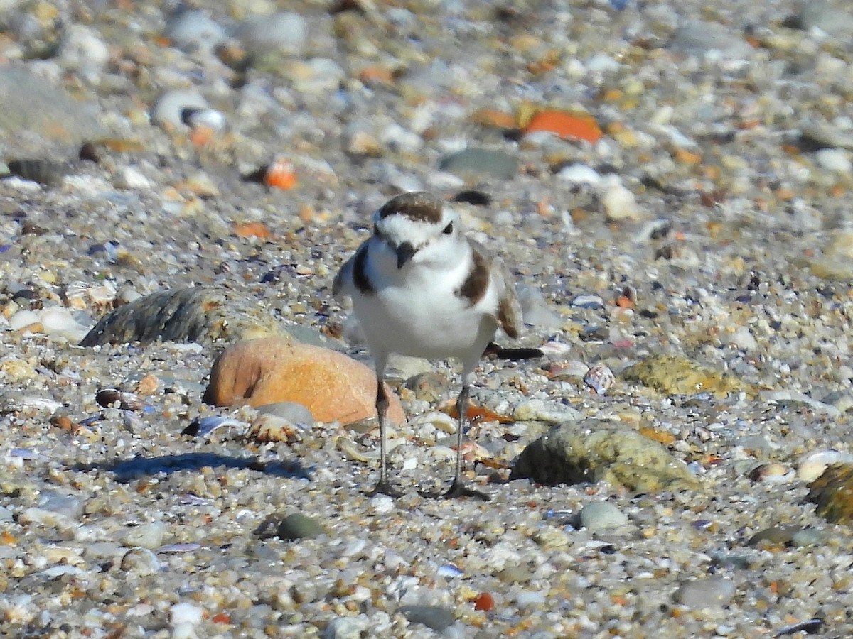 Kentish Plover - ML620406909