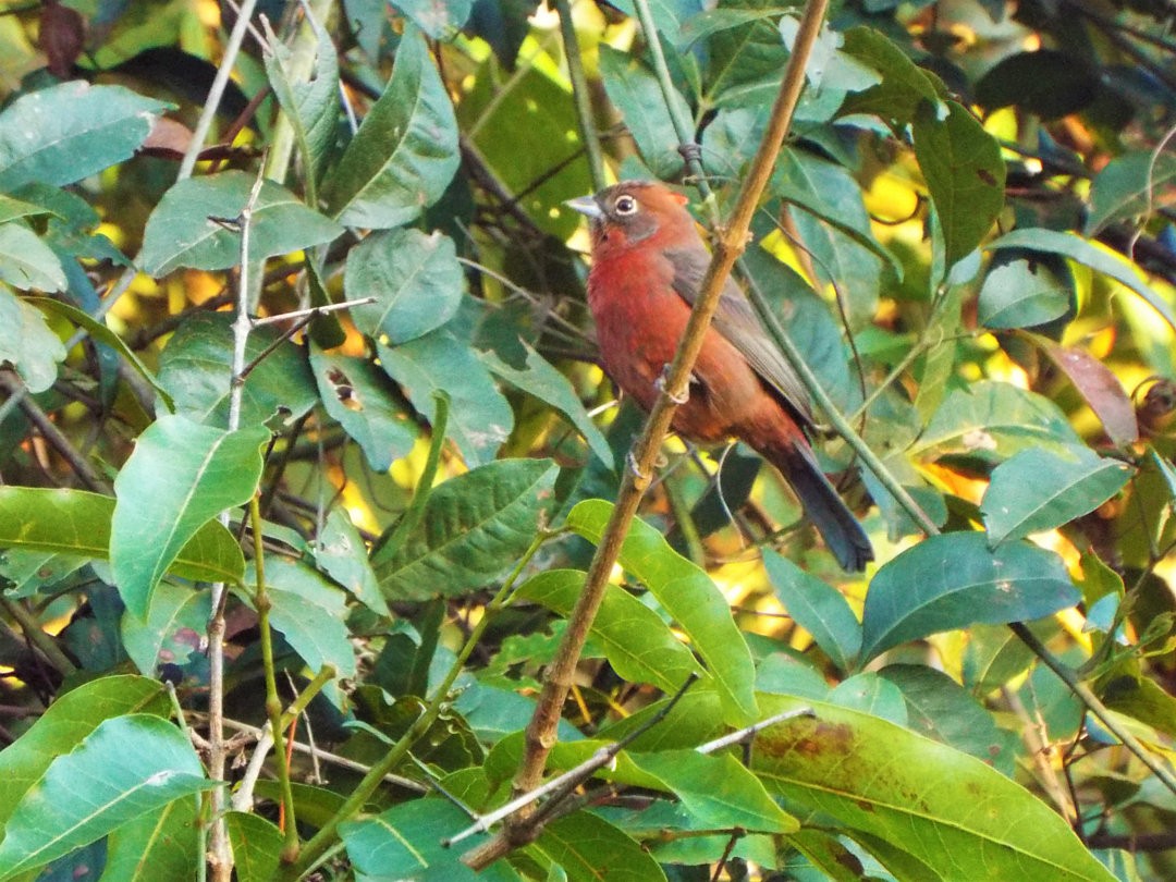 Red-crested Finch - ML620406912