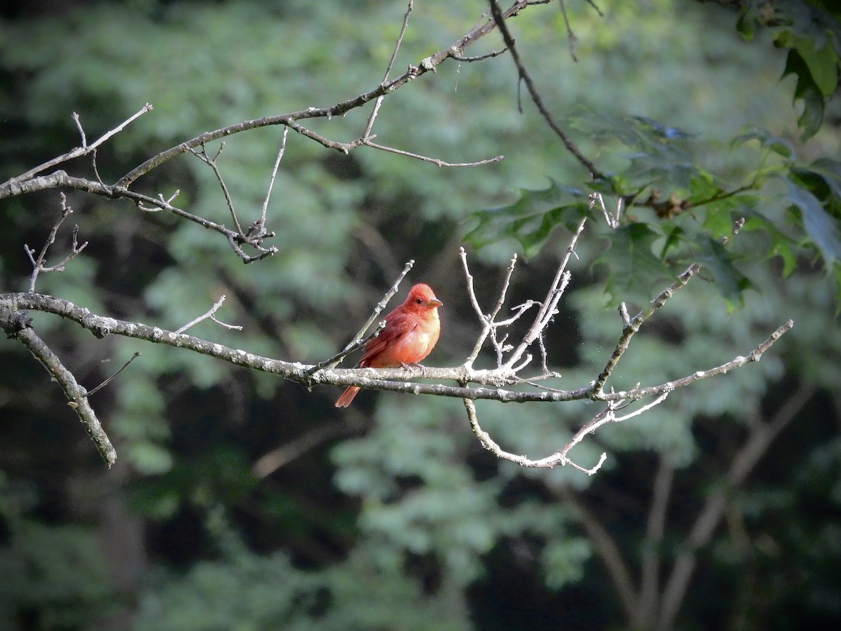 Piranga Roja - ML620406914