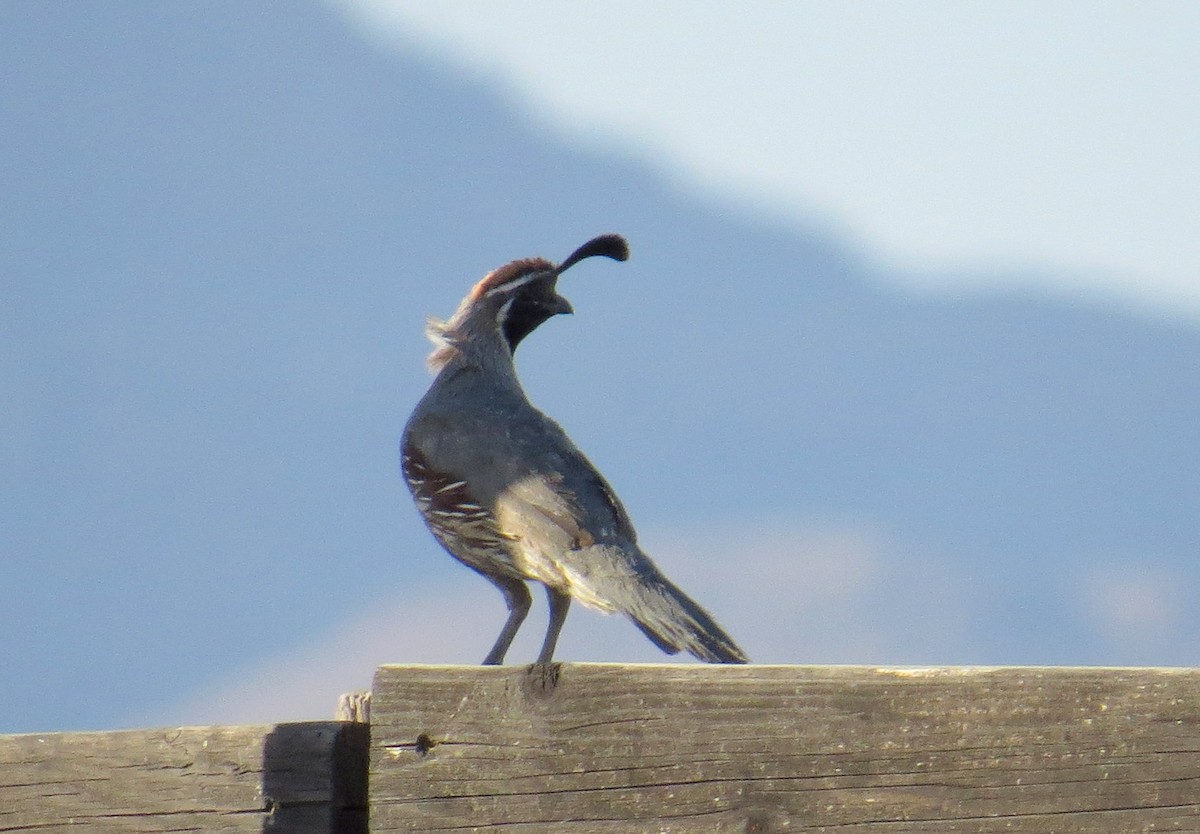 Gambel's Quail - ML620406920