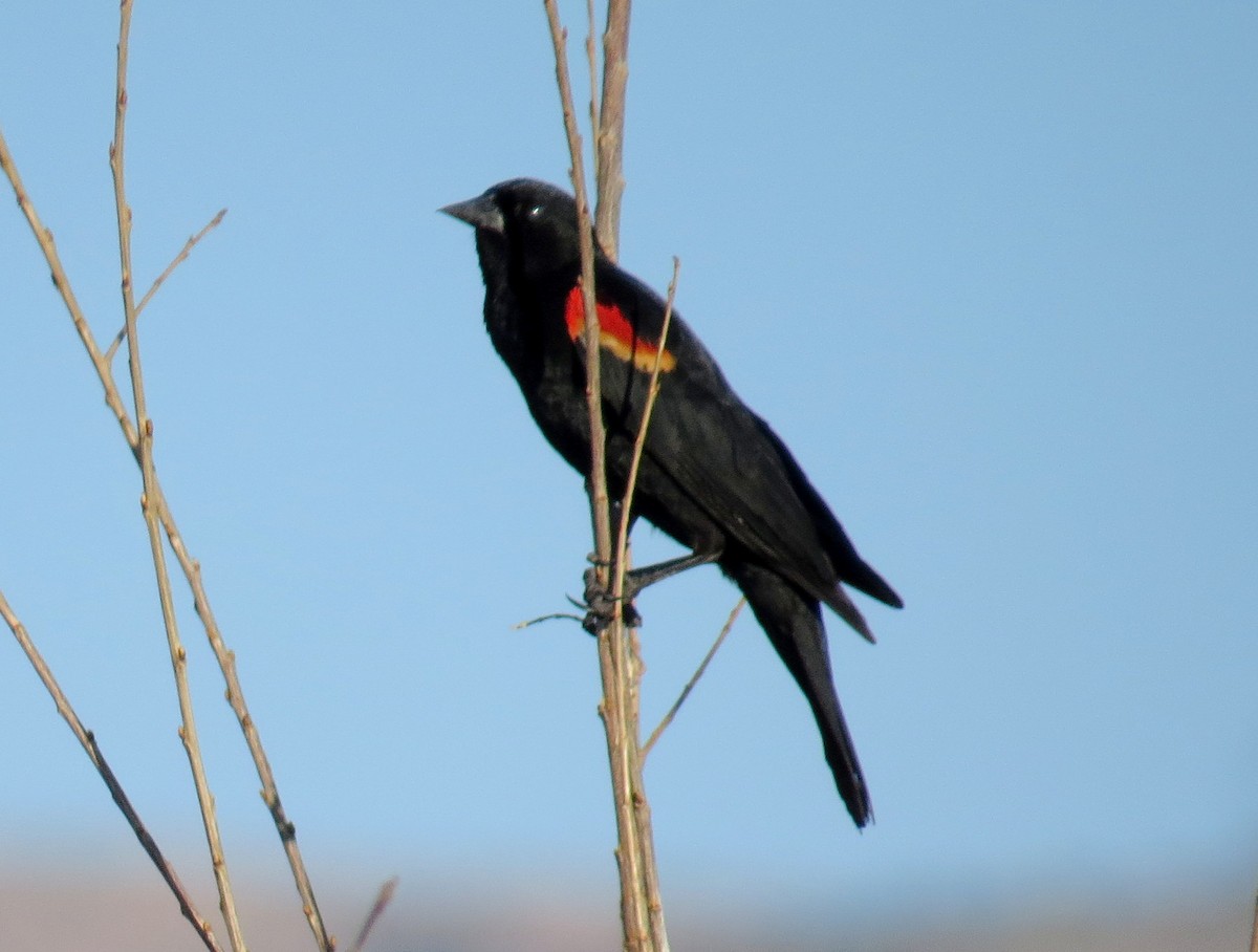 Red-winged Blackbird - ML620406921